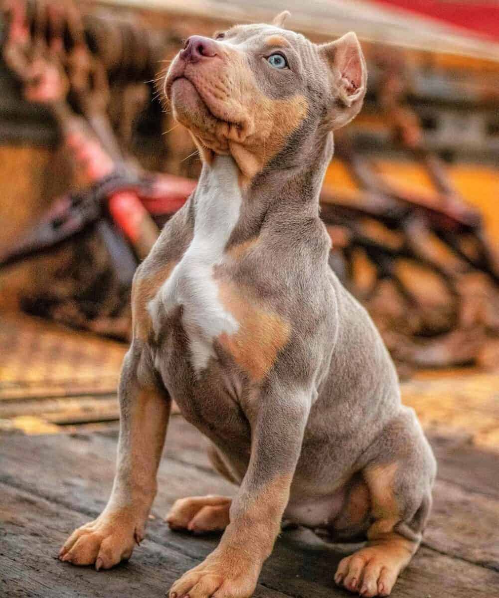 tri color pitbull