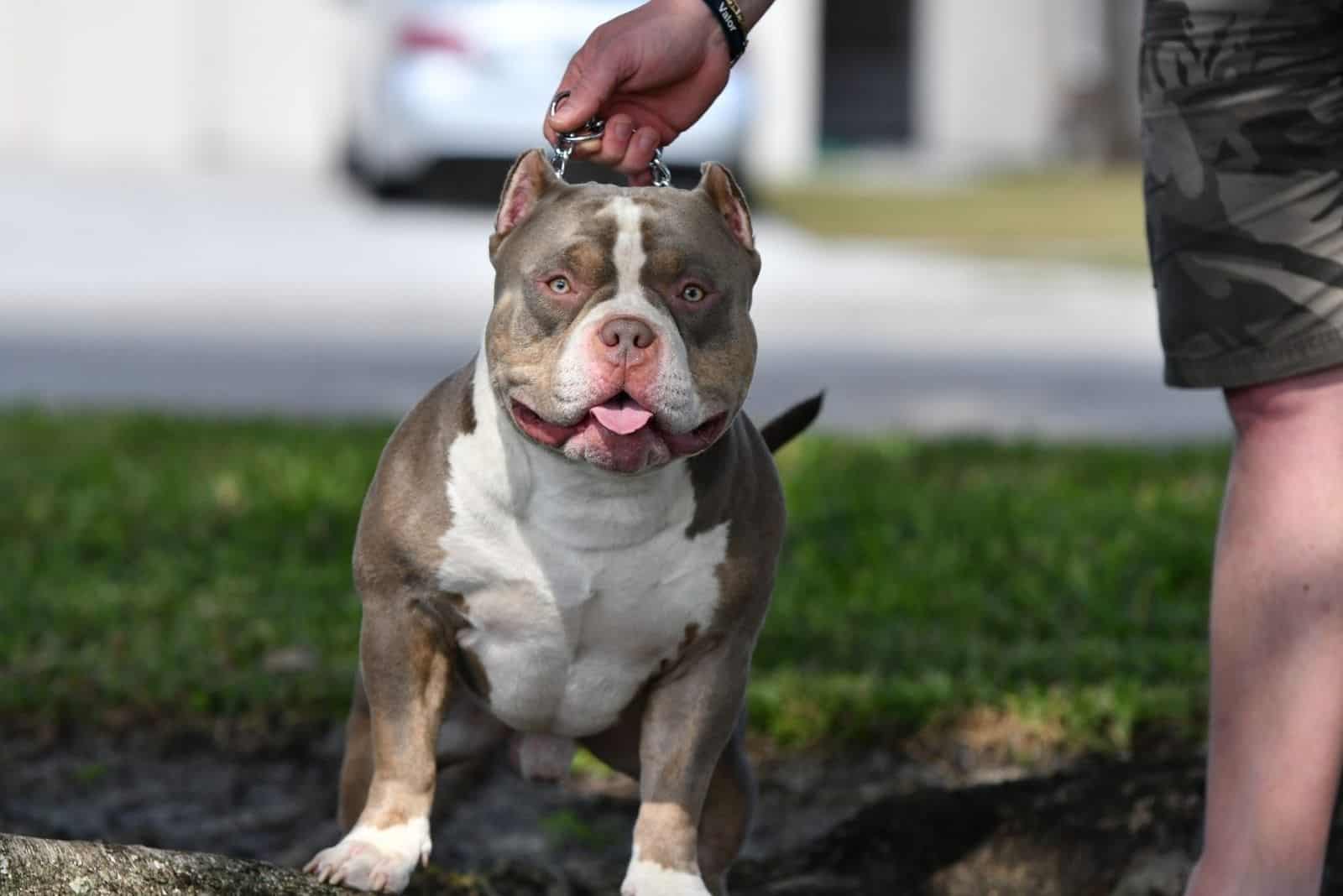 tri color pitbull