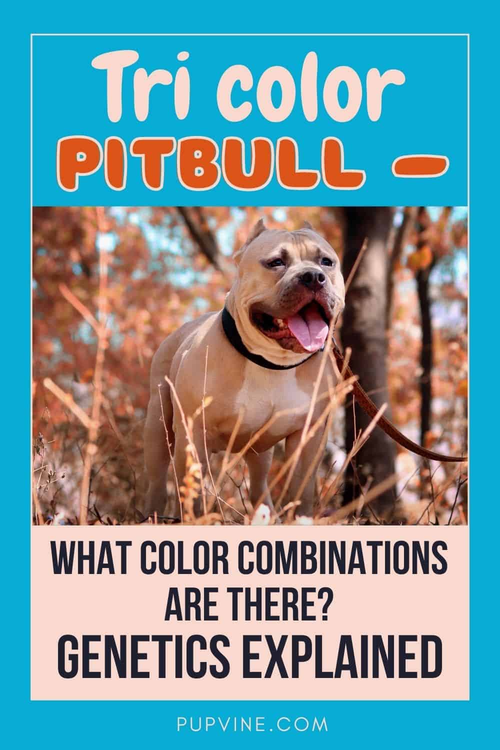 Tri Color Pitbull – What Color Combinations Are There? Genetics Explained