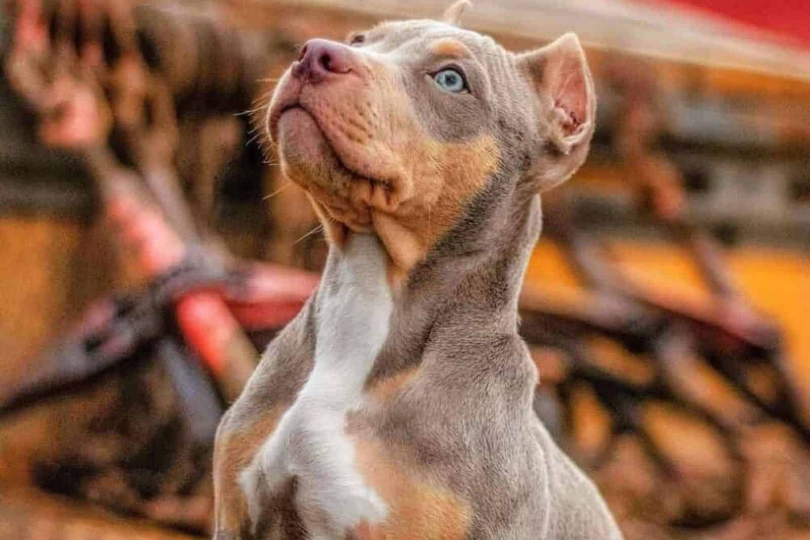 tri color pitbull