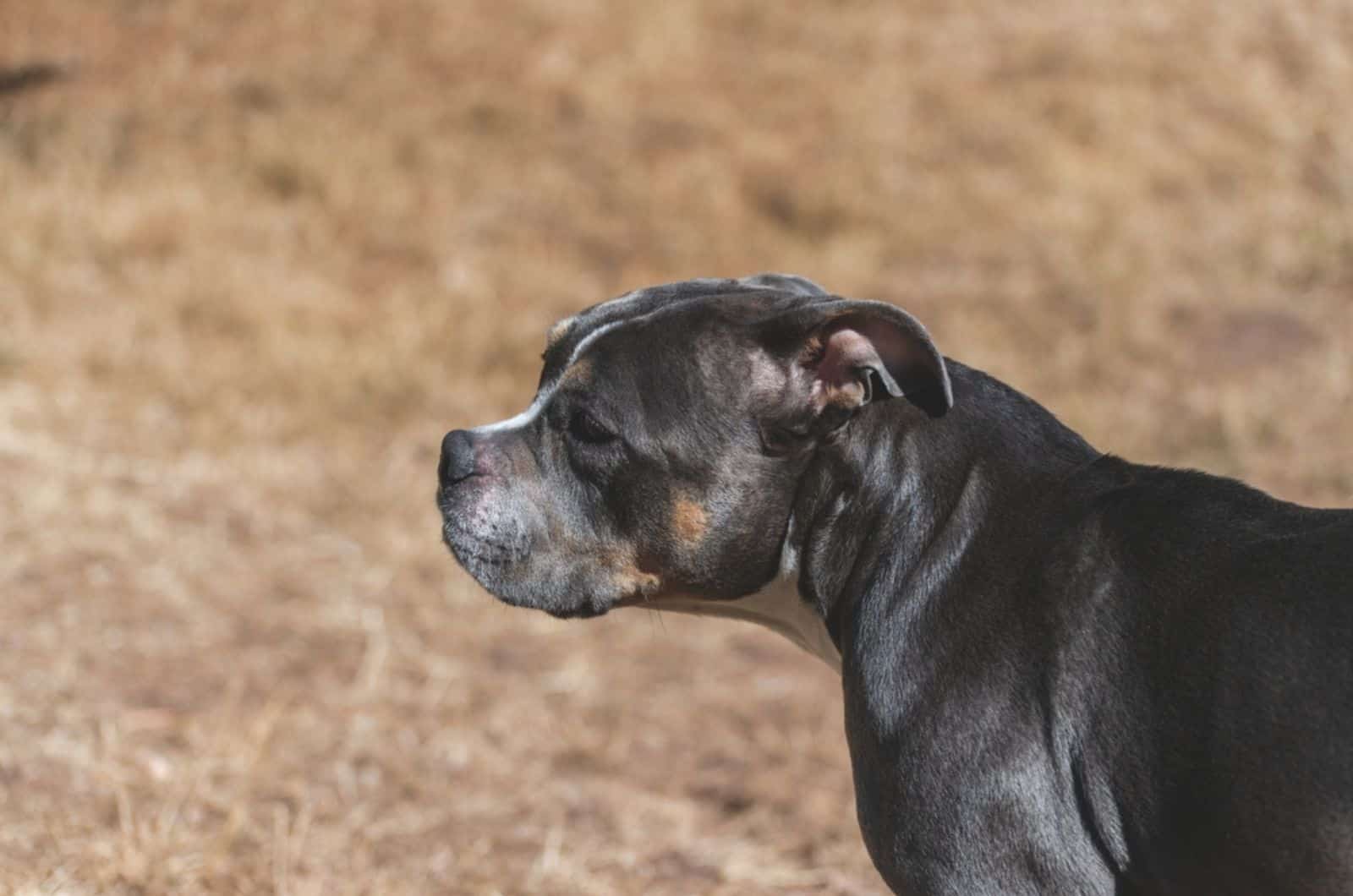 tricolor american bulldog in the field