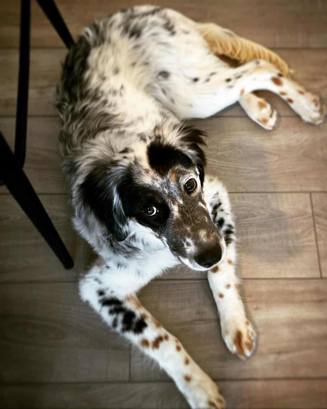 tricolor english setter sitting on floor