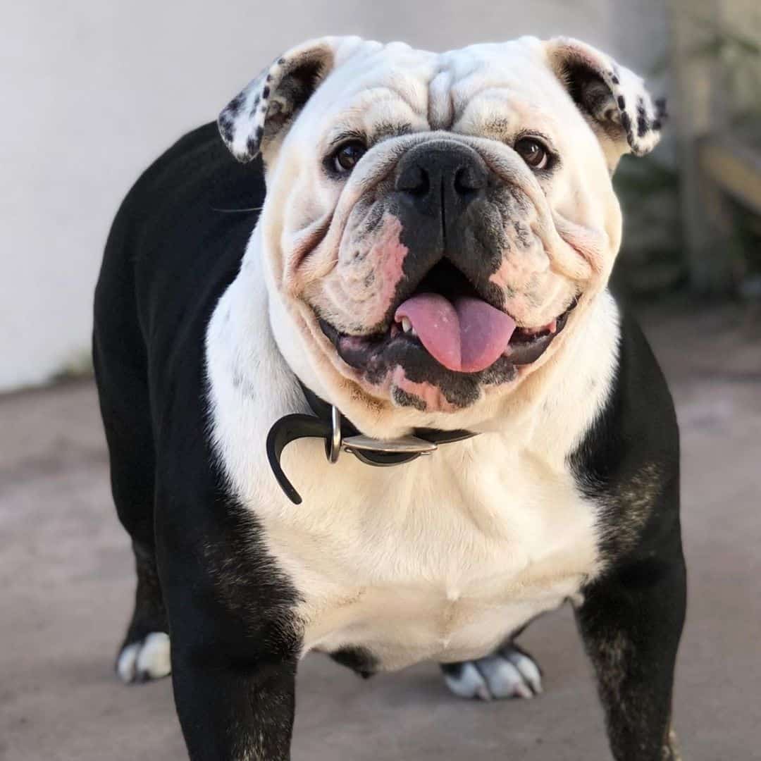 trindle english bulldog