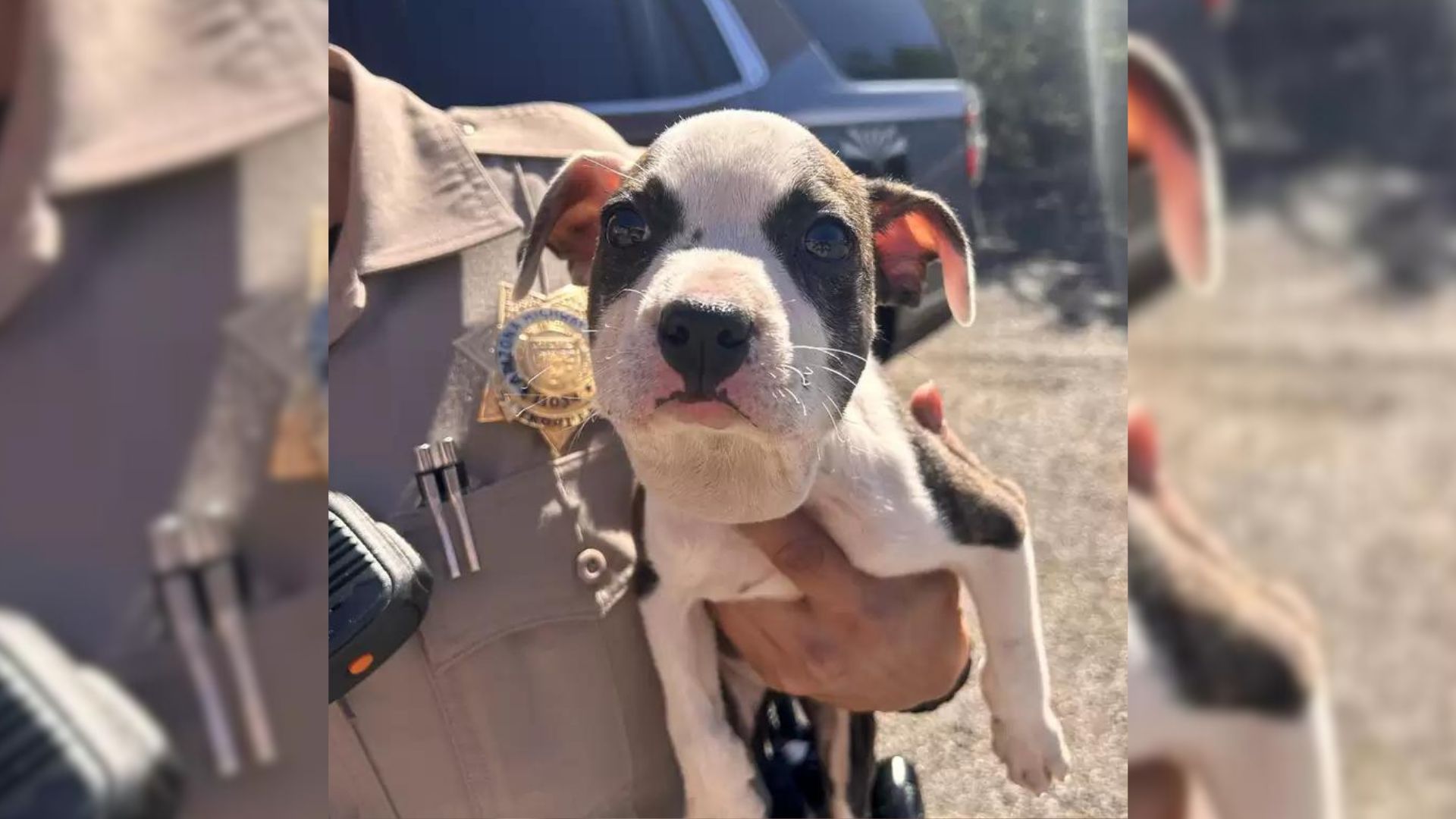 Truck Driver Noticed A Motionless Animal On Arizona Road And Decided To See What It Was