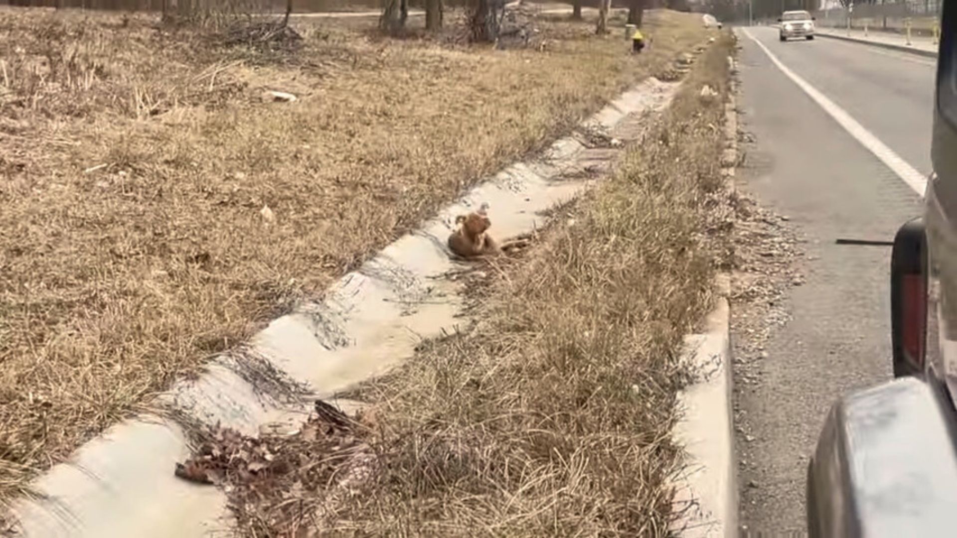 Truck Driver Spots A Helpless Animal Lying In A Ditch, Then Makes A Life-Saving Decision