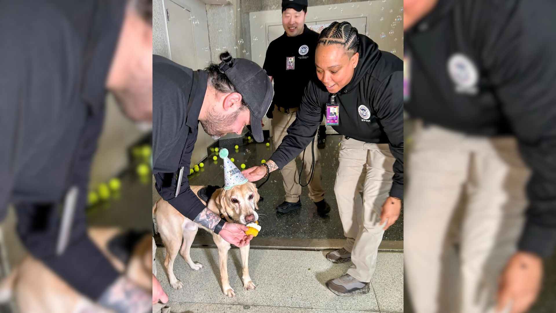 TSA Pup Who Spent His Whole Life Working Completely Lost His Mind At His Surprise Retirement Party