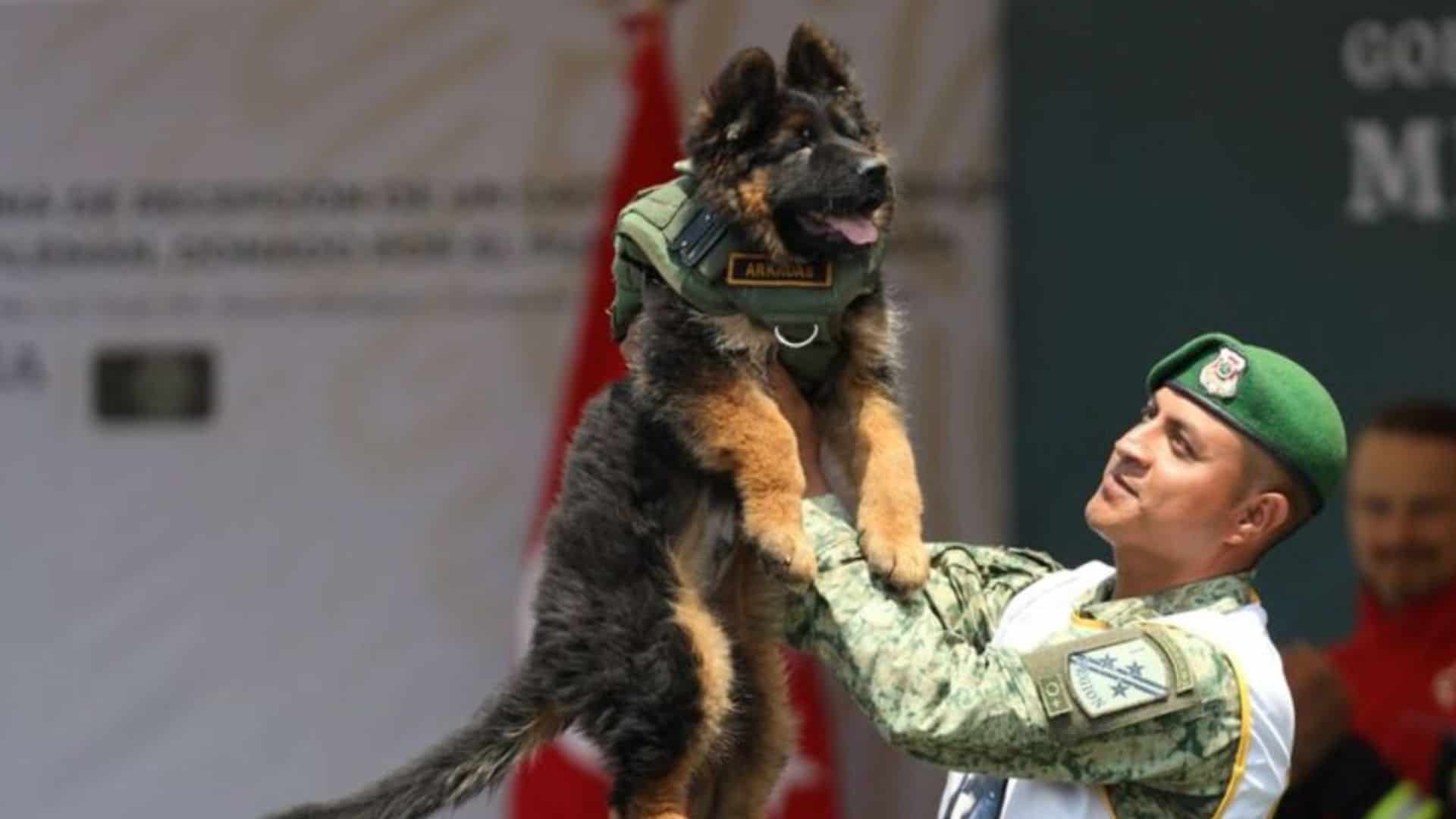 Turkey Sends Mexico A Search Puppy As A Sign Of Gratitude