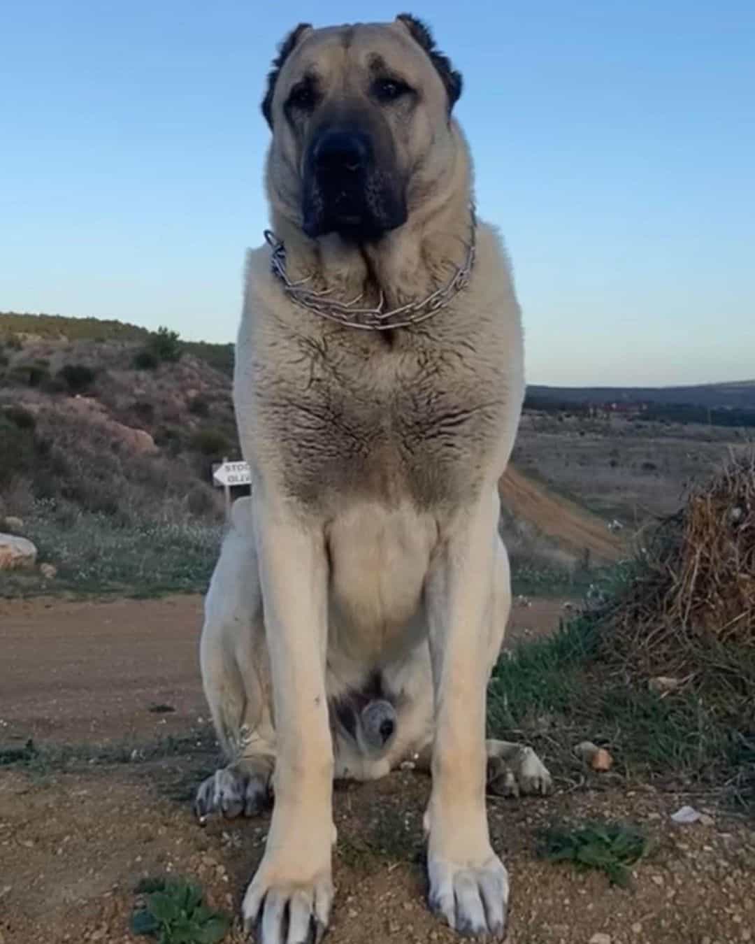 Turkish Mastiff