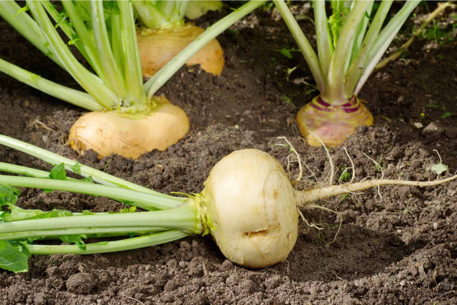 turnips in the garden