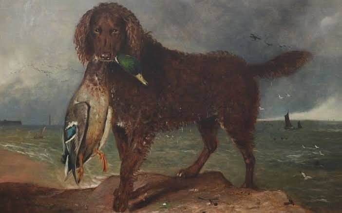 Tweed water spaniel