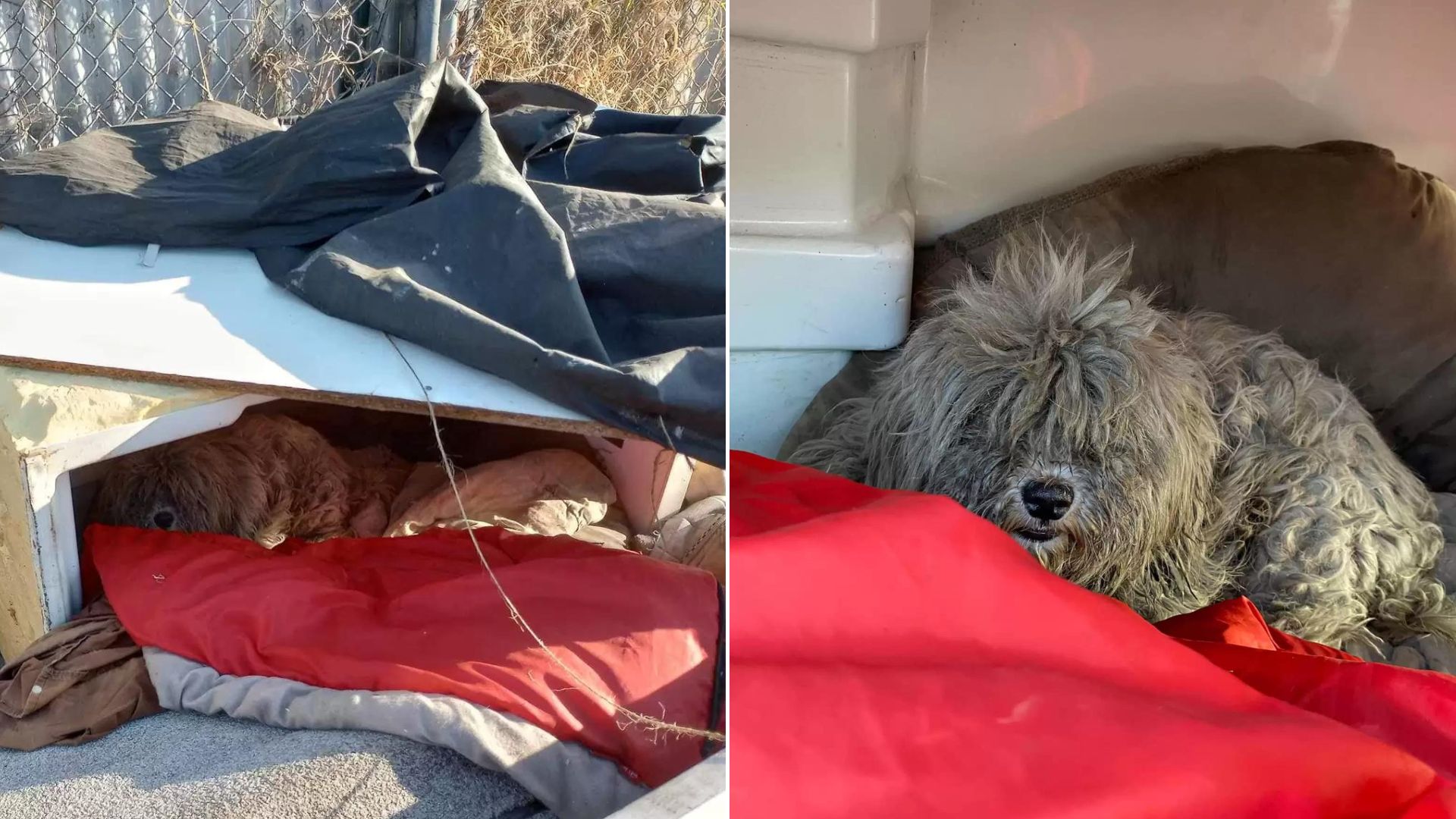 Two Sweet Dogs Spent A Year Living In Harsh Conditions Before Being Rescued