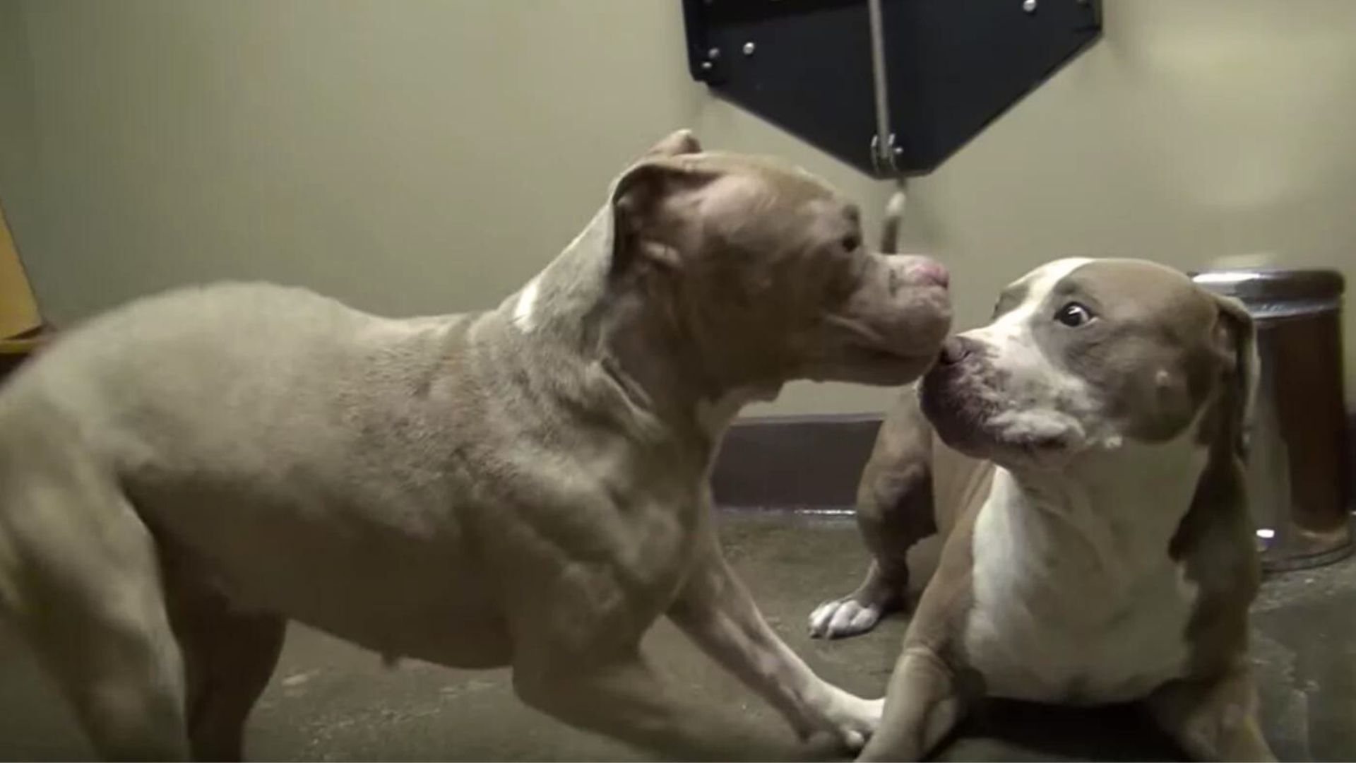 Two Abused And Rescued Pitbulls Can’t Stop Dancing Upon Meeting Each Other 