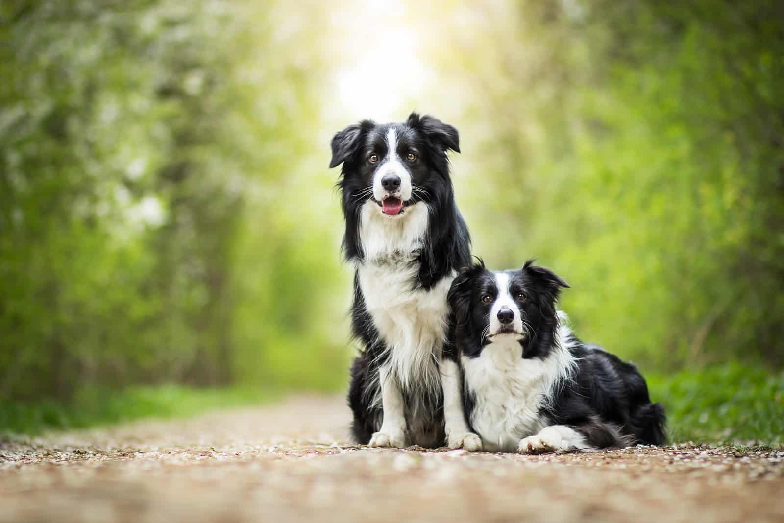 Two Adorable Black And White Border Collies