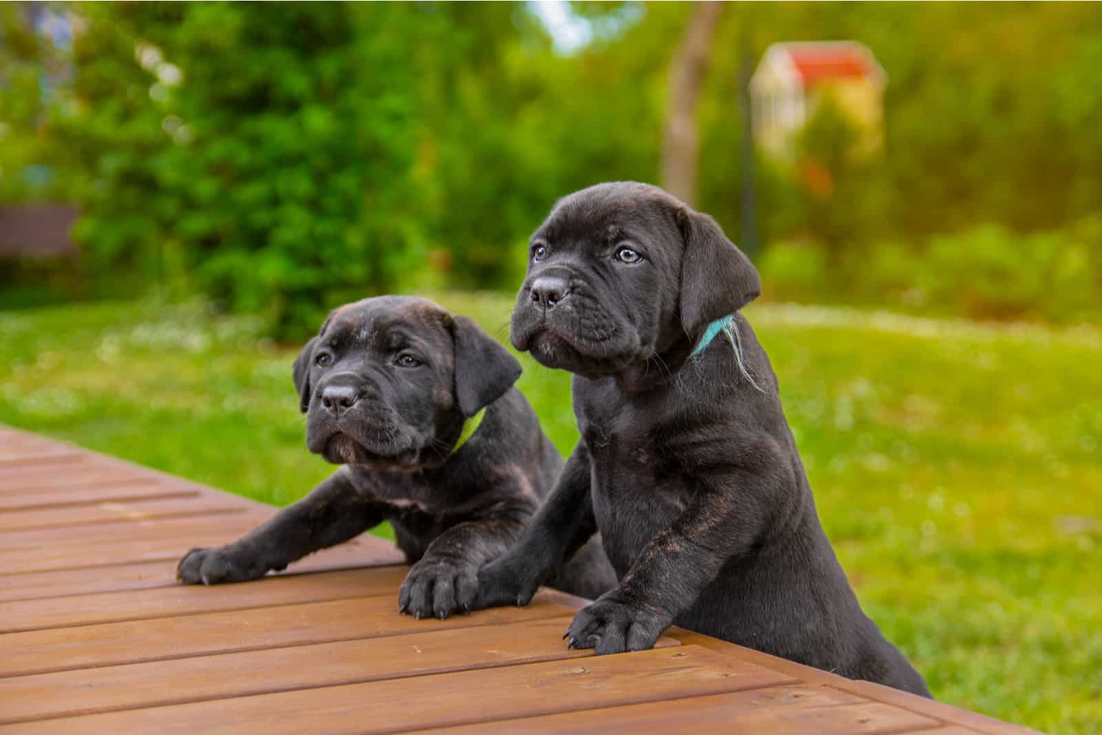 Two adorable Cane Corso Italiano puppies