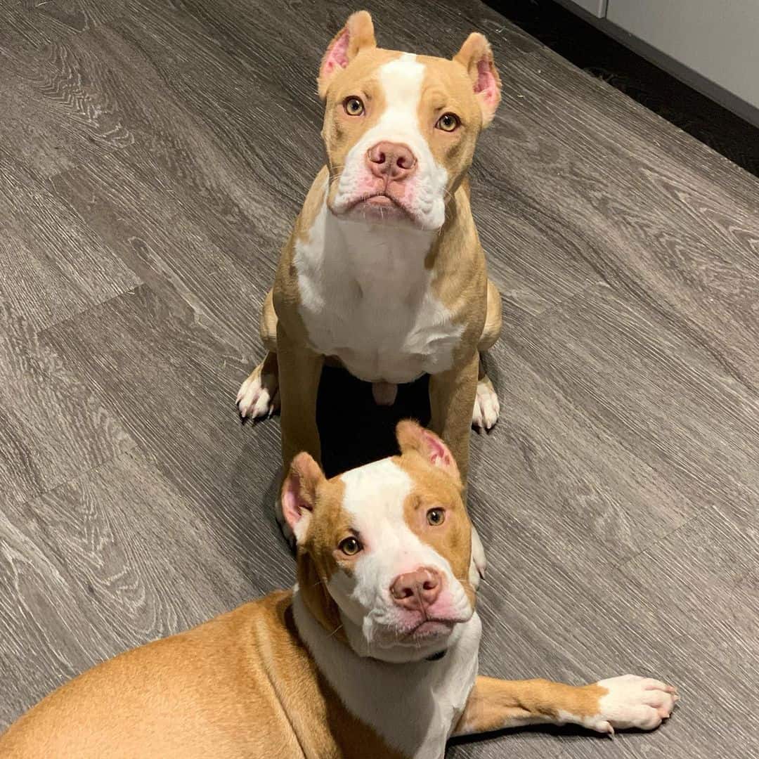 two adorable Colby Pitbull dogs