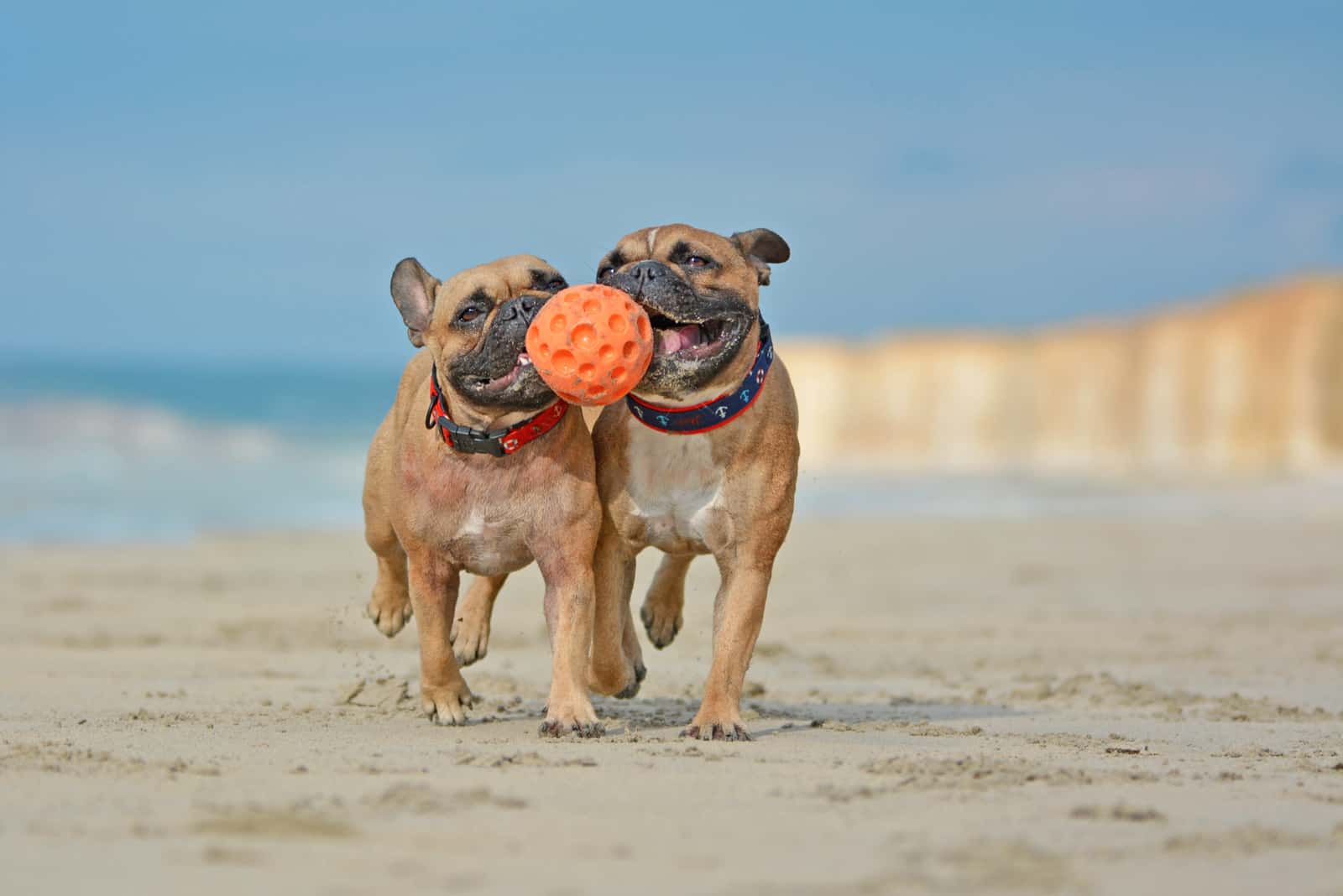 Two athletic brown French Bulldog dogs playing fetch with ball at the beach