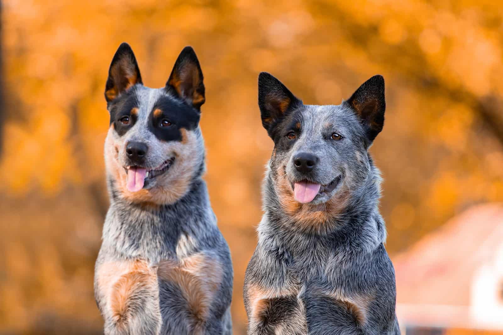 two Australian Shepherd Blue Heeler dogs