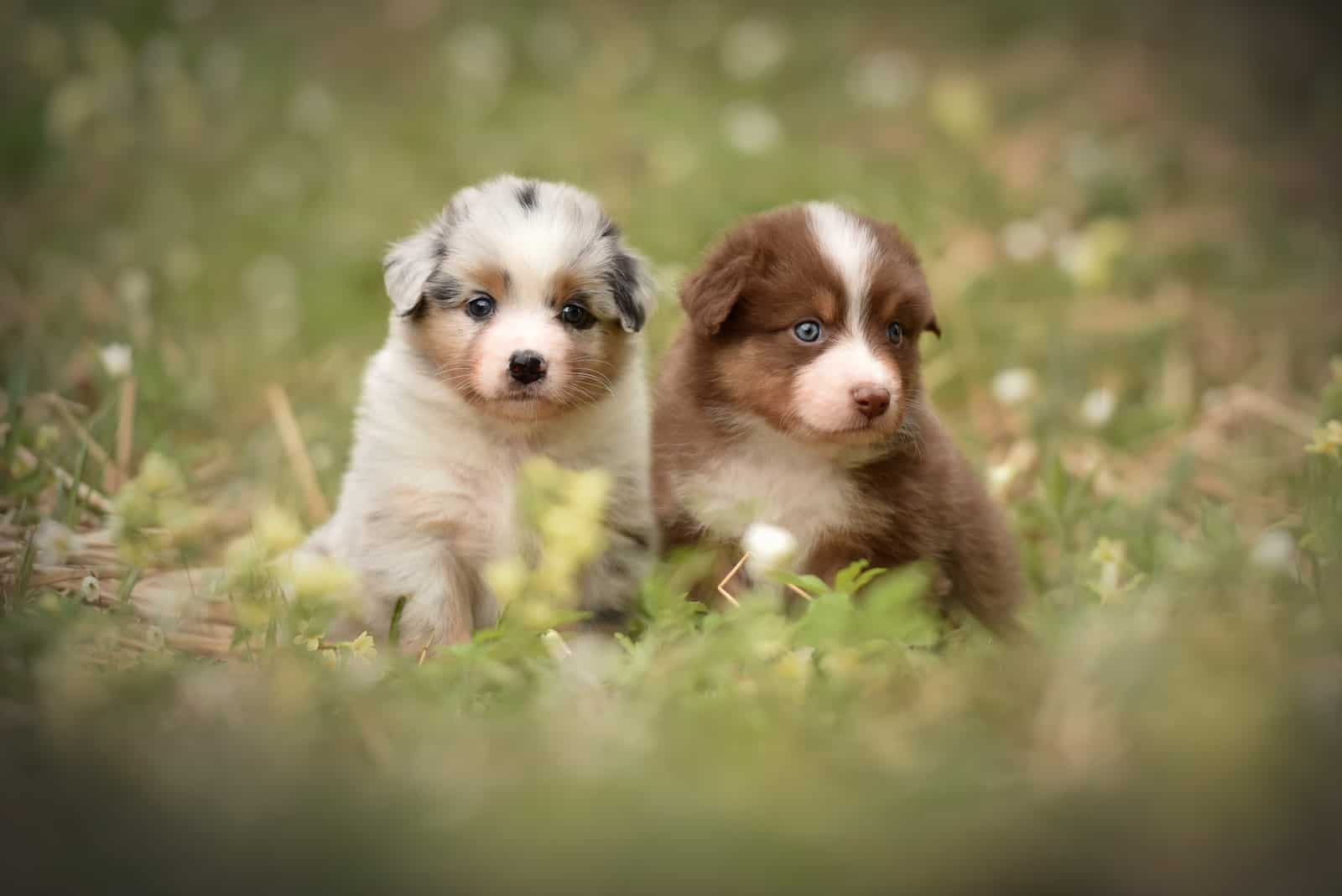 two Australian Shepherd puppies