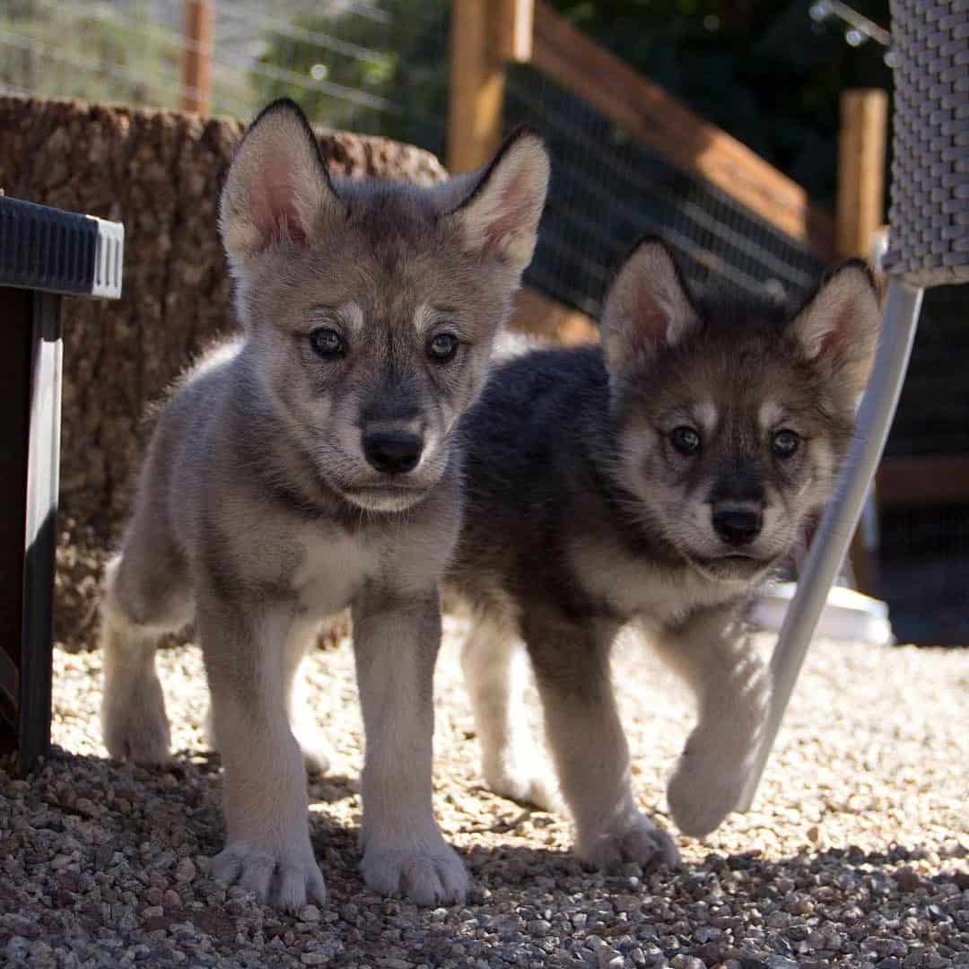 Two baby wolfdogs