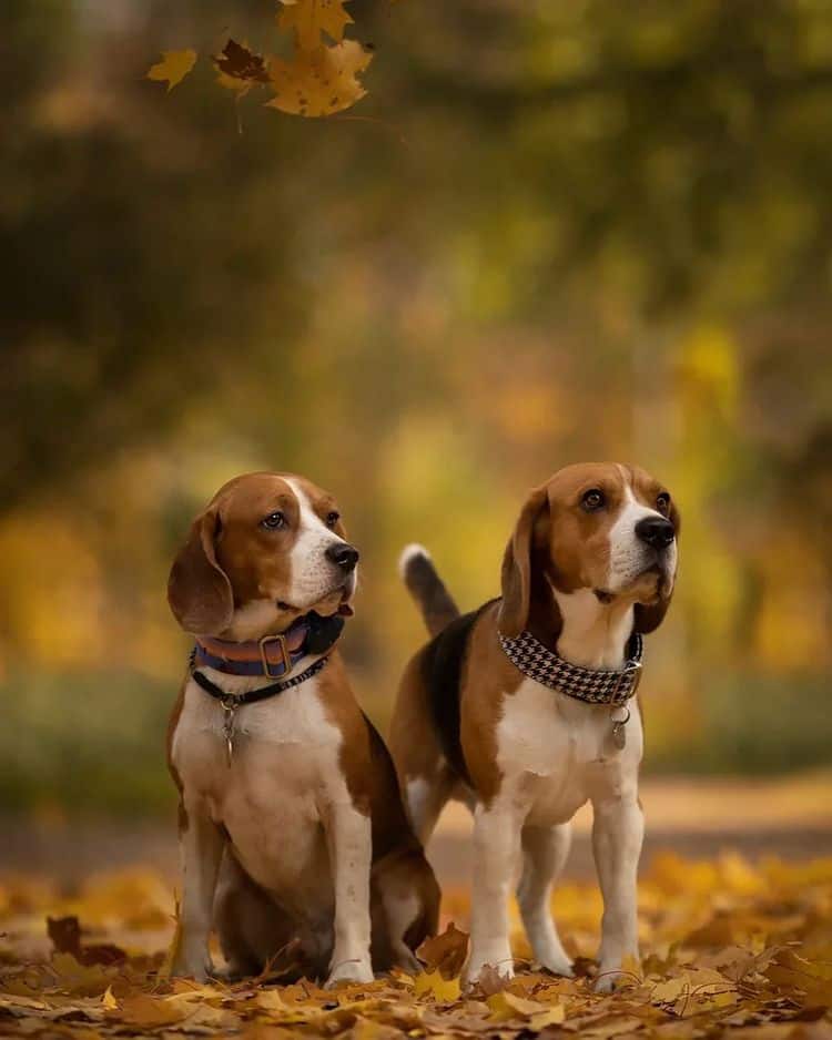 two beagles in a park