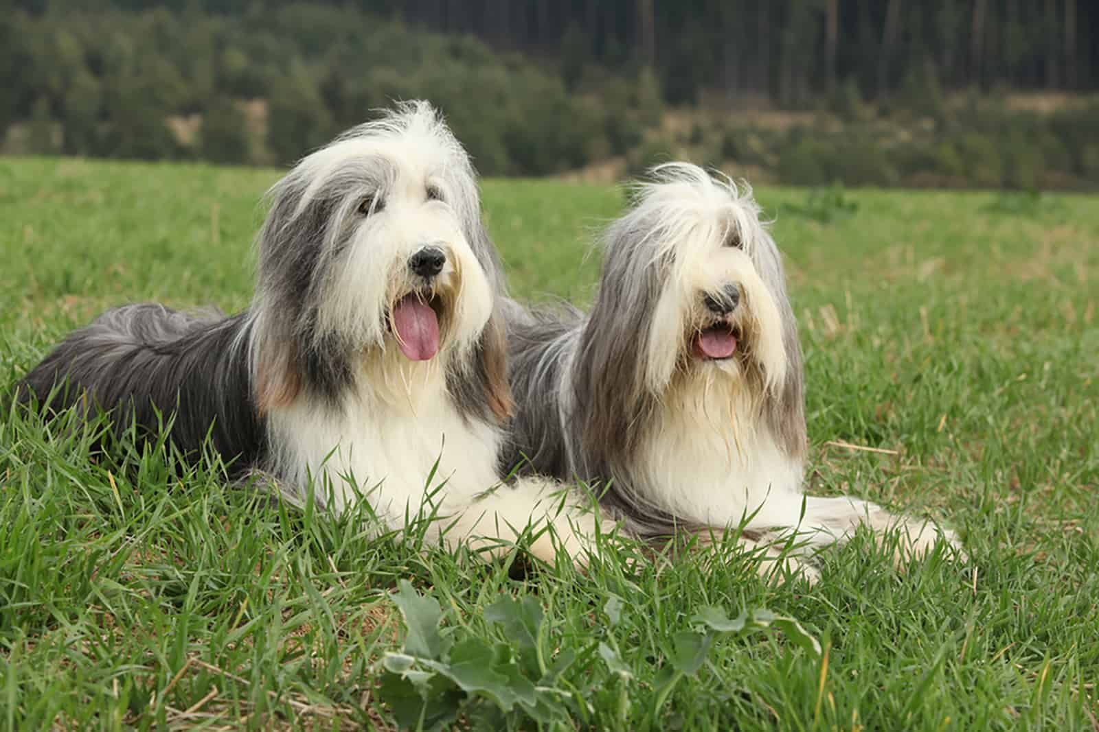 Two amazing bearded collies lying in the grass