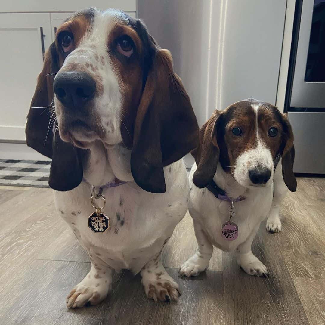 two beautiful Basschshund are sitting in the kitchen