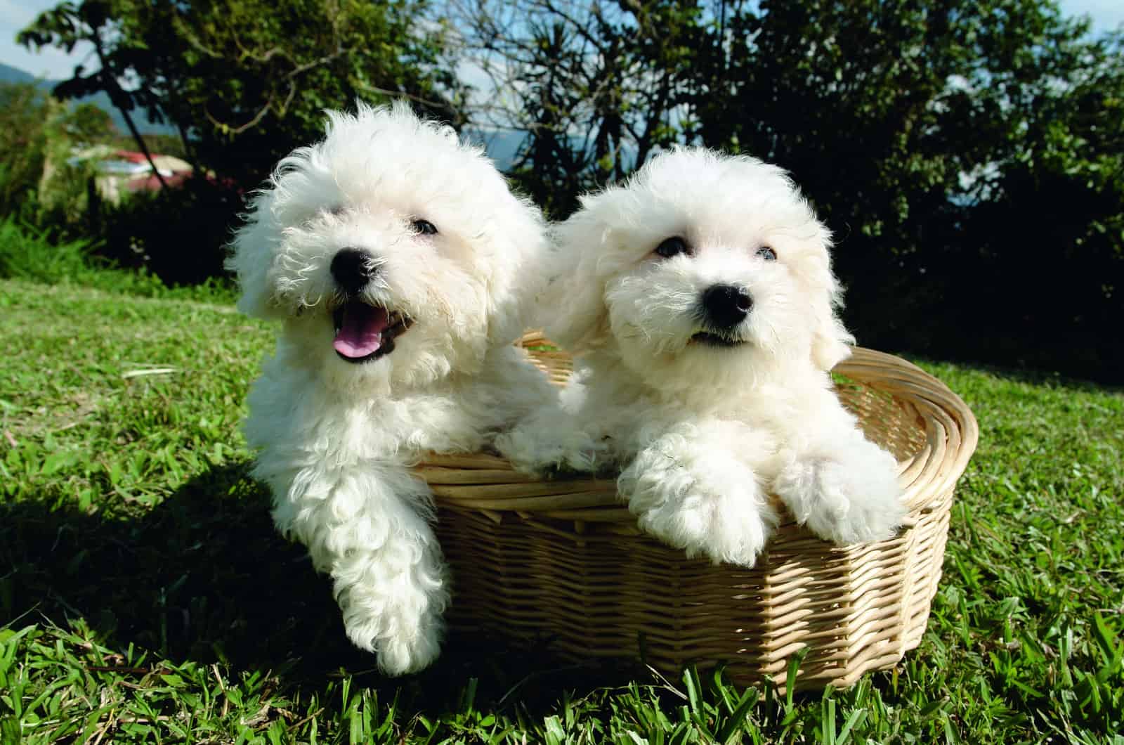 two bichon frise dogs in a basket