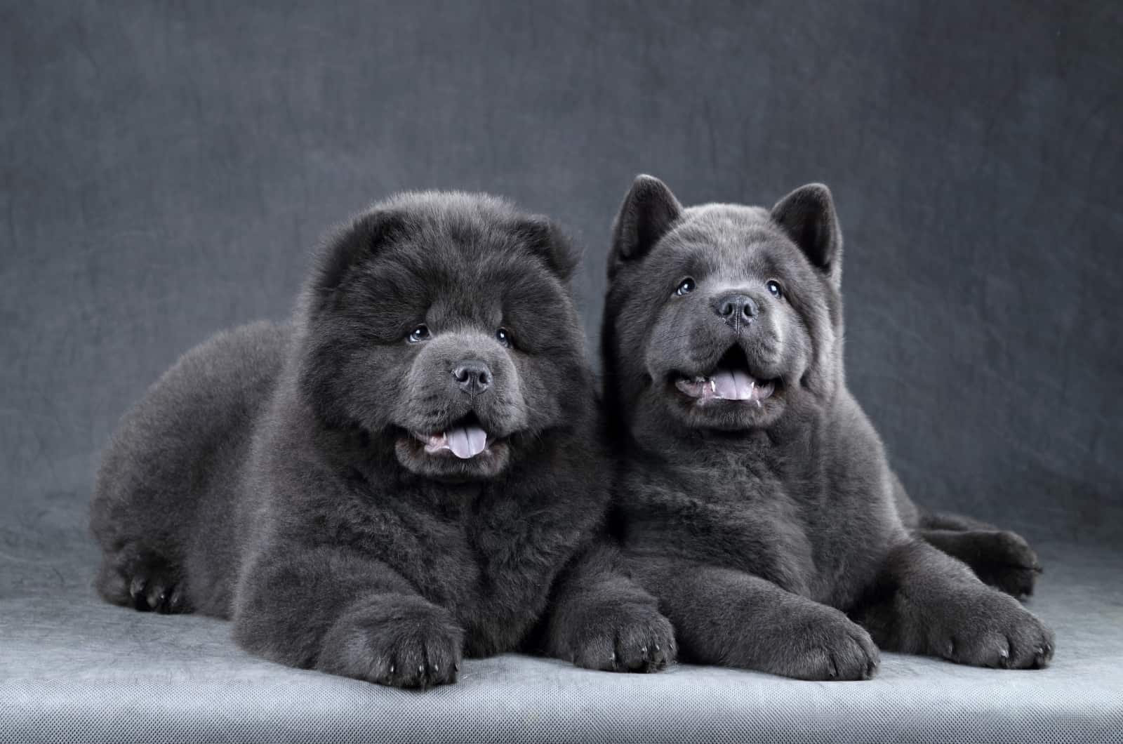 two Blue Chow Chow dogs