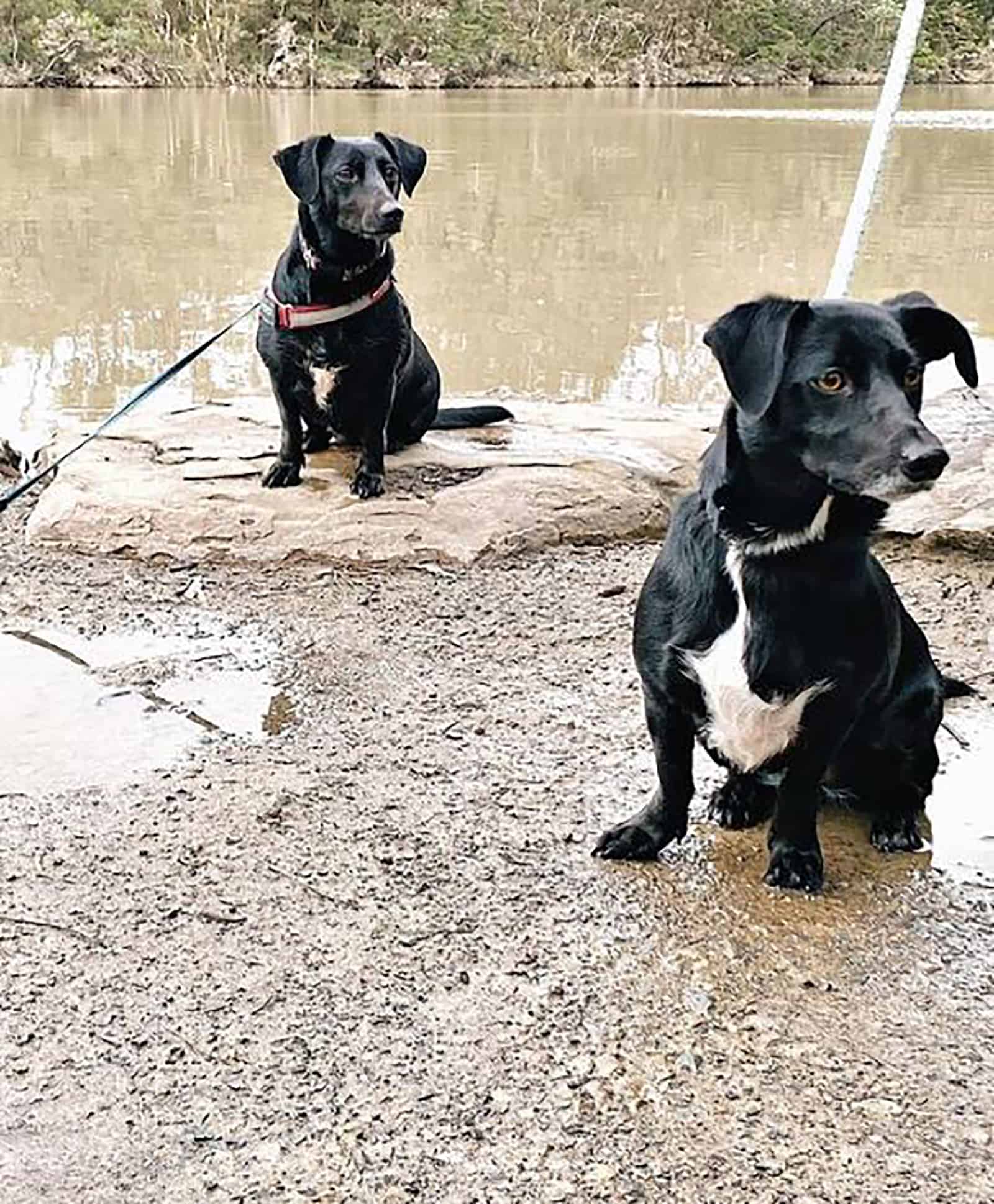 two border collie dachshund dogs sitting near the lake