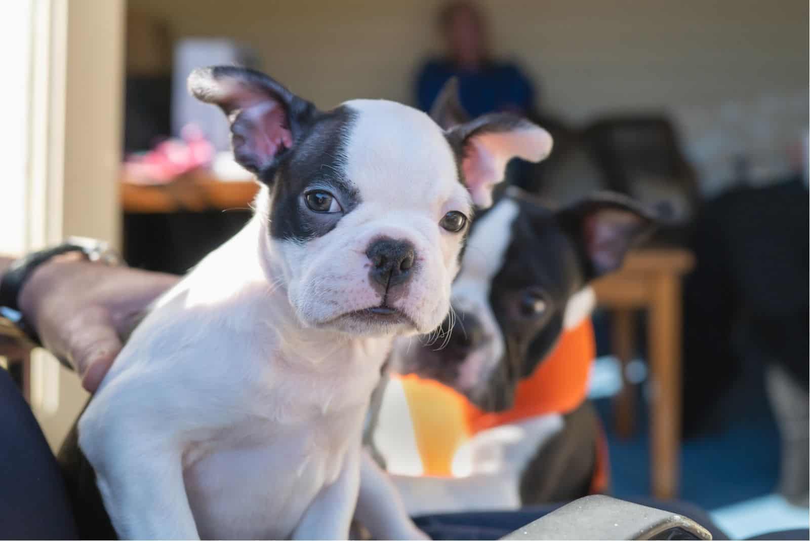 two boston terriers sitting near the owner at the sofa