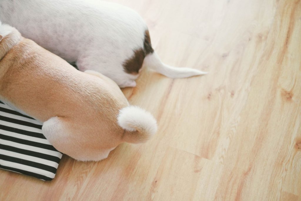 Two brown dog tails