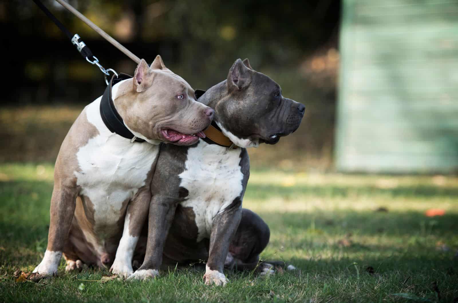 two Bullies sitting outside