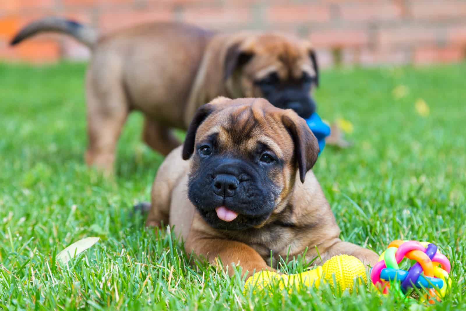 Two Bullmastiff puppies on a green lawn