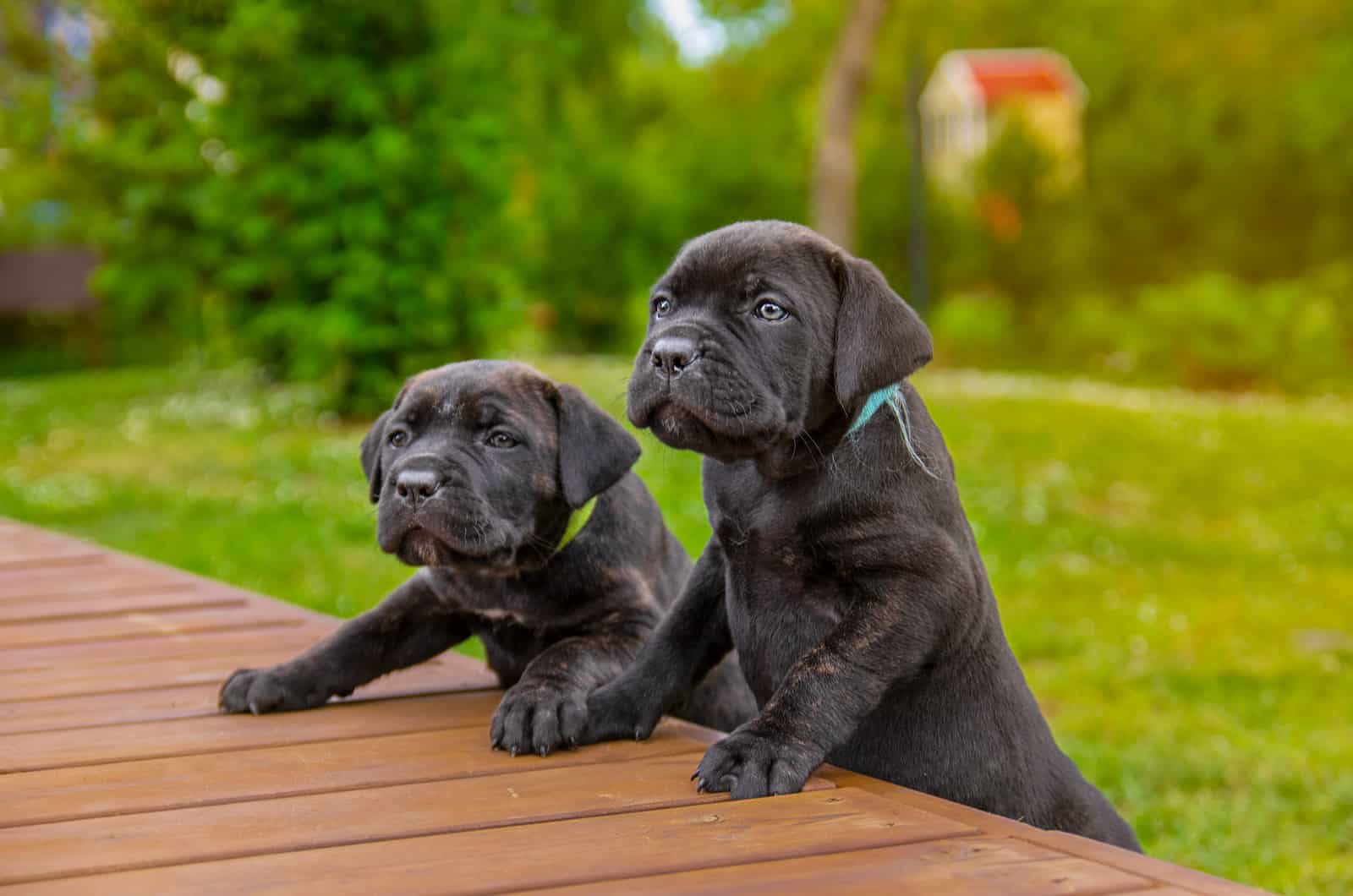 two cane corso puppies