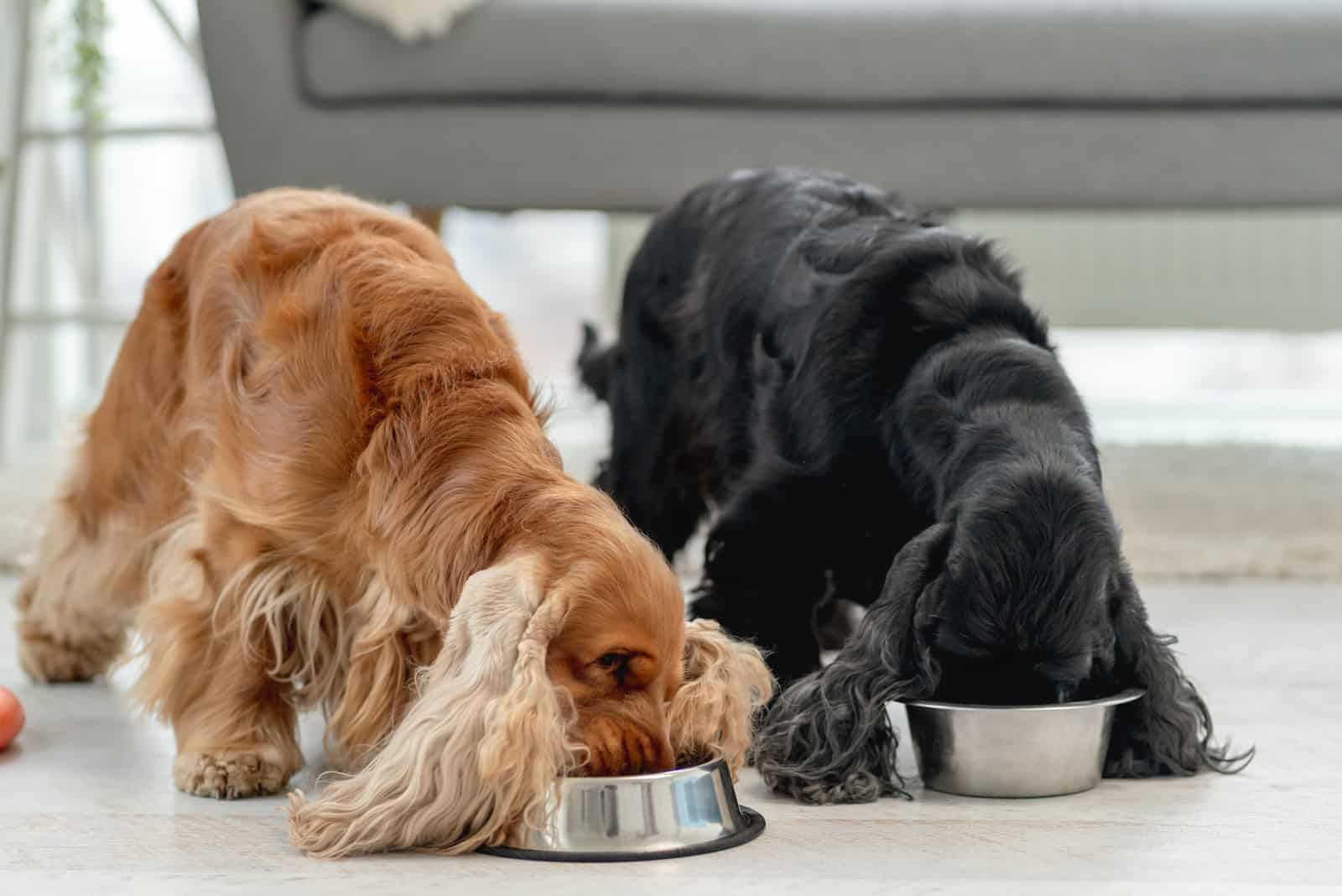 Two cocker spaniels eating