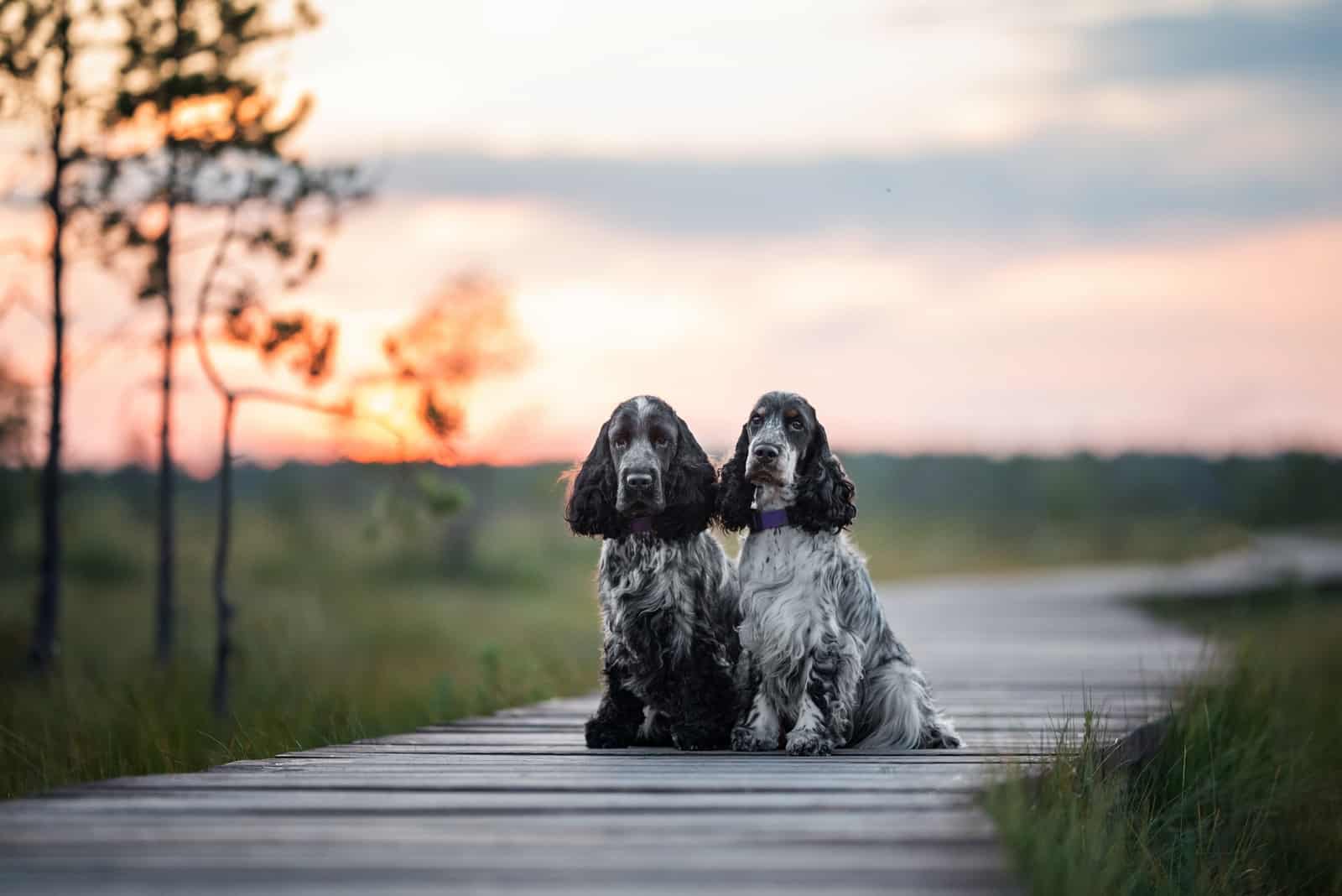 two Cocker Spaniels sitting outside