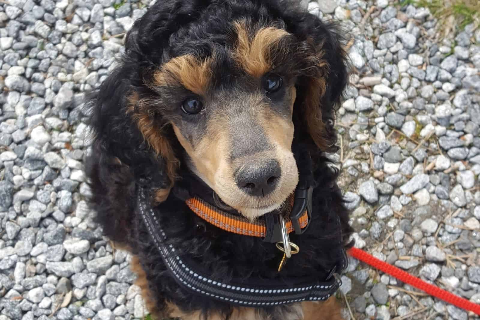 two colored puppy phantom poodle looking up