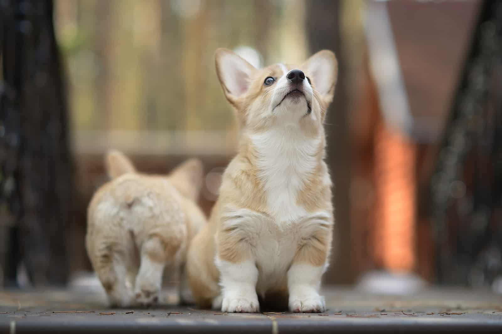 two corgi puppies outdoors