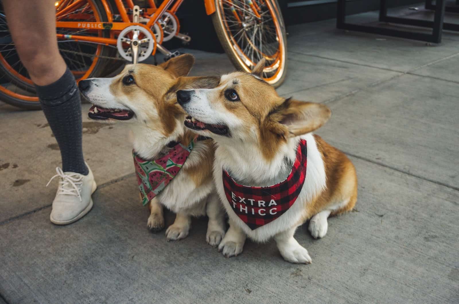 two corgis with collars