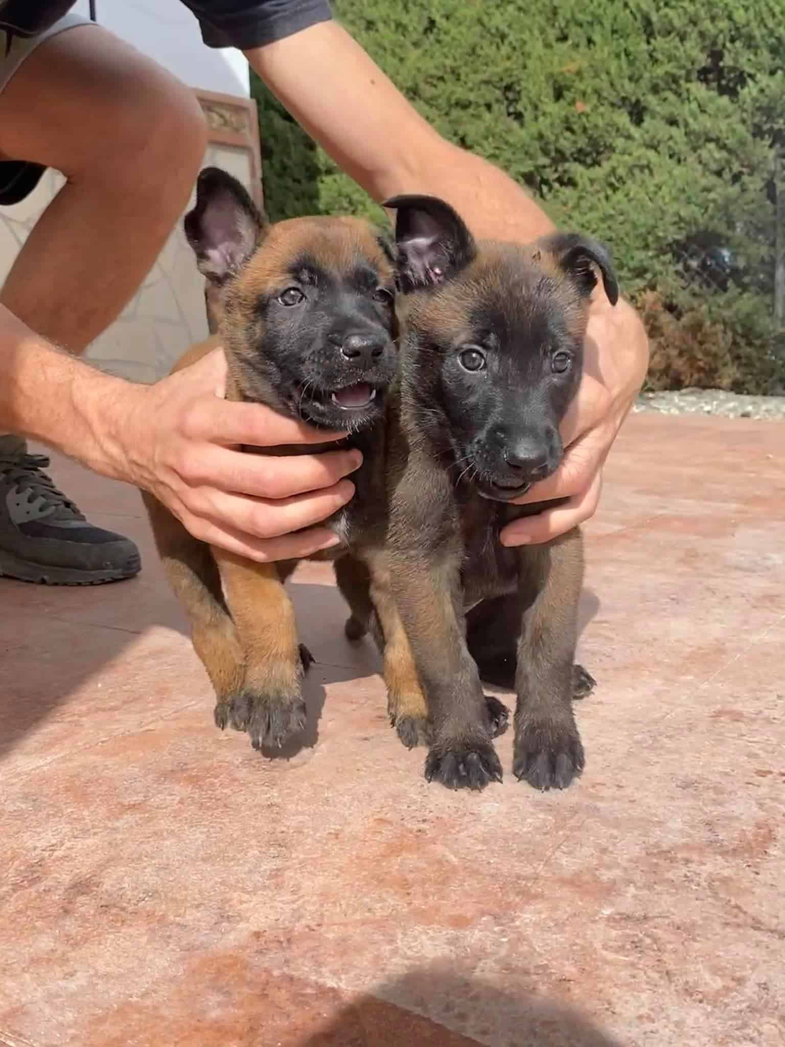 two cute belgian malinois puppies