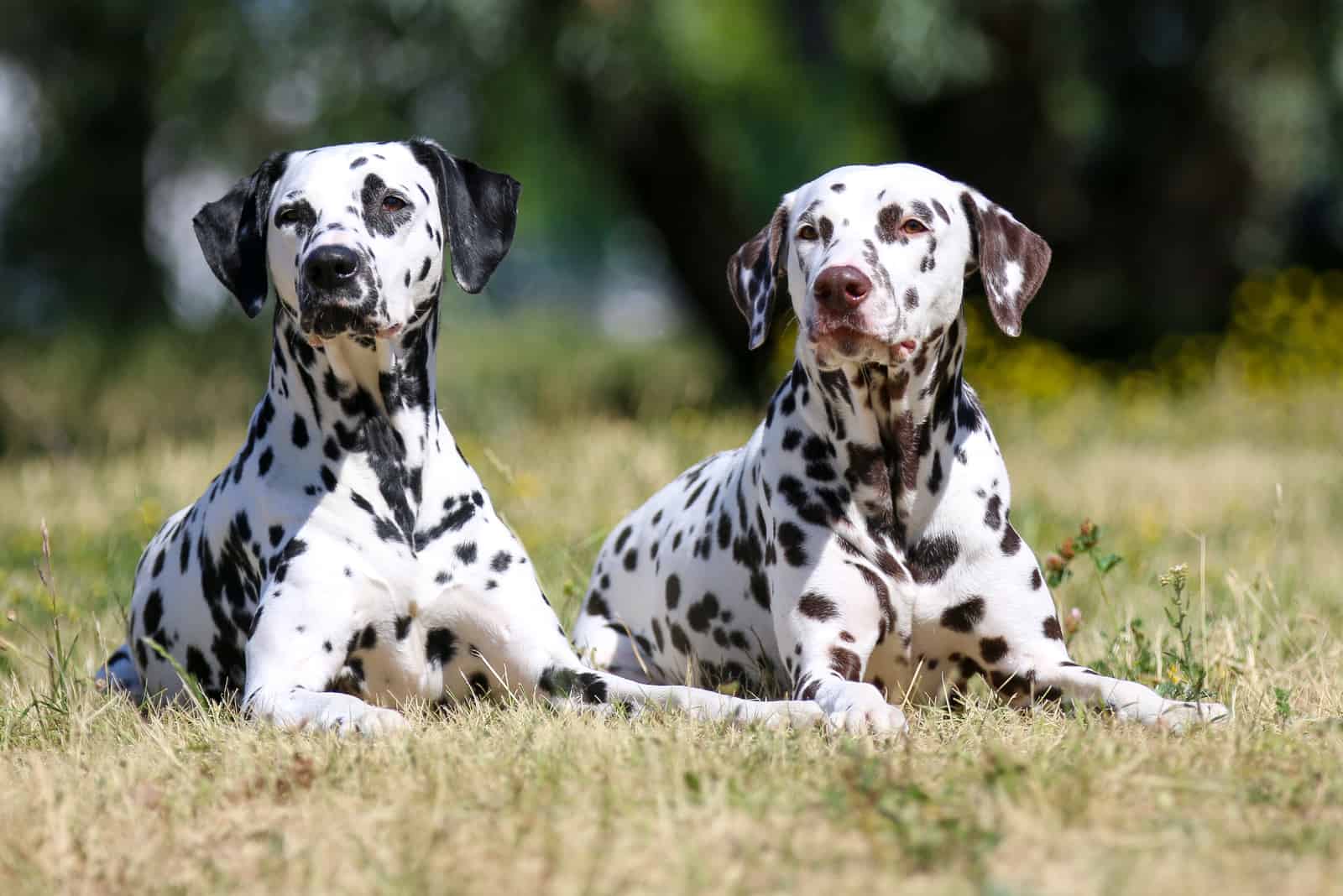 two cute dalmatian dogs with black and brown spots