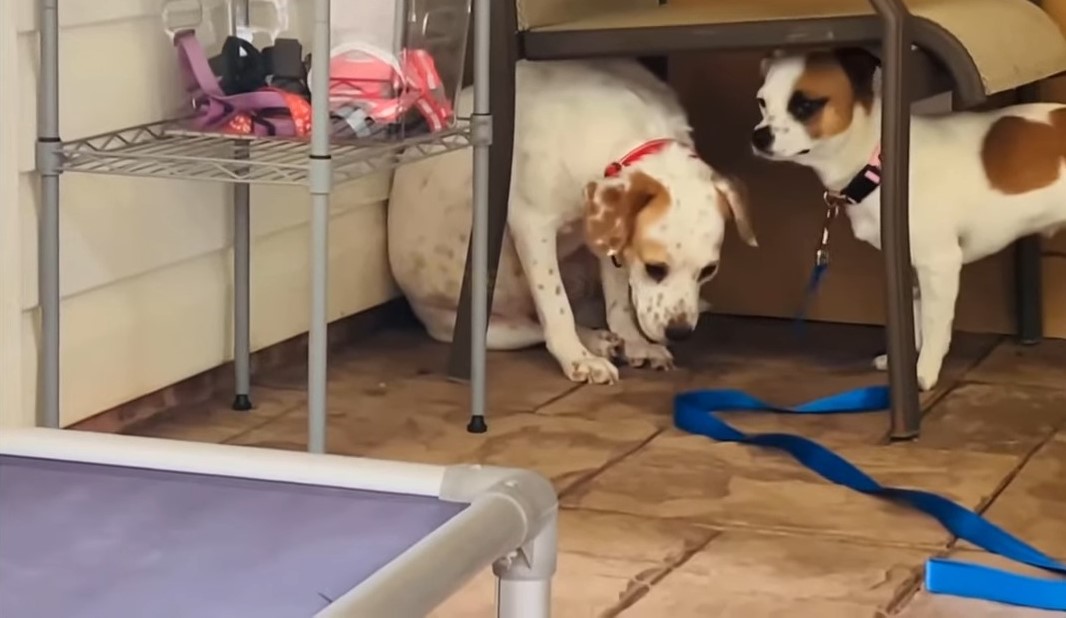two cute dog under the table