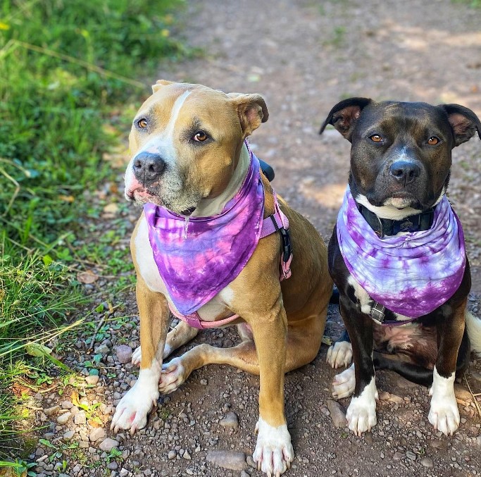 two cute dogs are sitting and looking in front of them