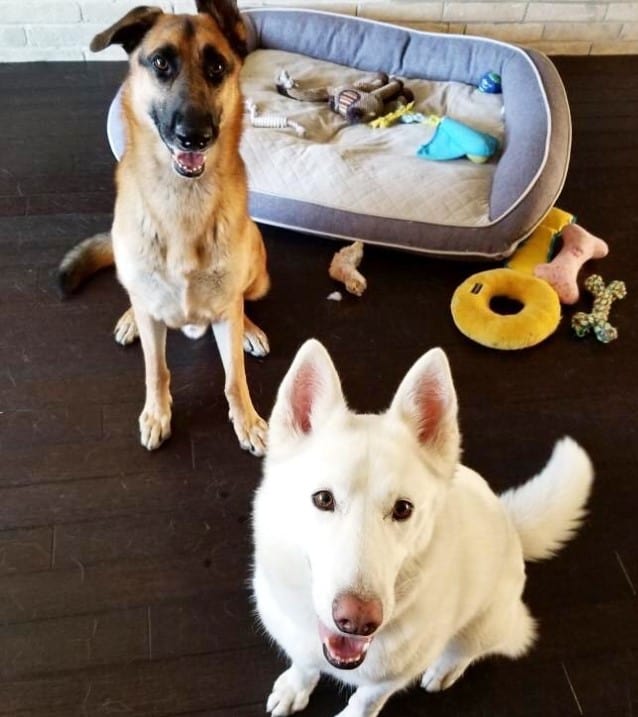 two cute dogs are sitting on the floor and looking at the camera