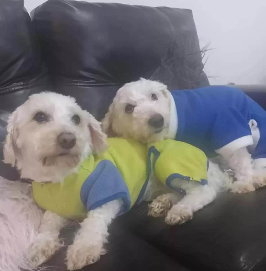 two cute dogs dressed lying on the couch