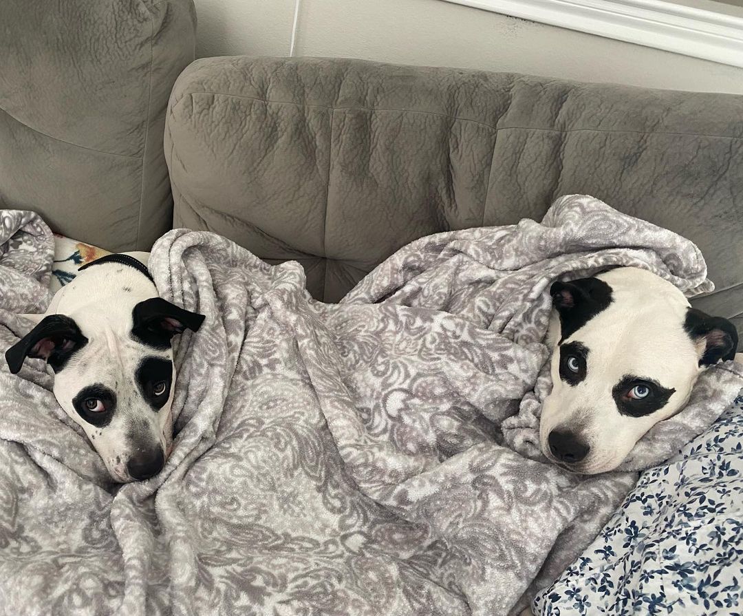 two cute dogs laying on a bed