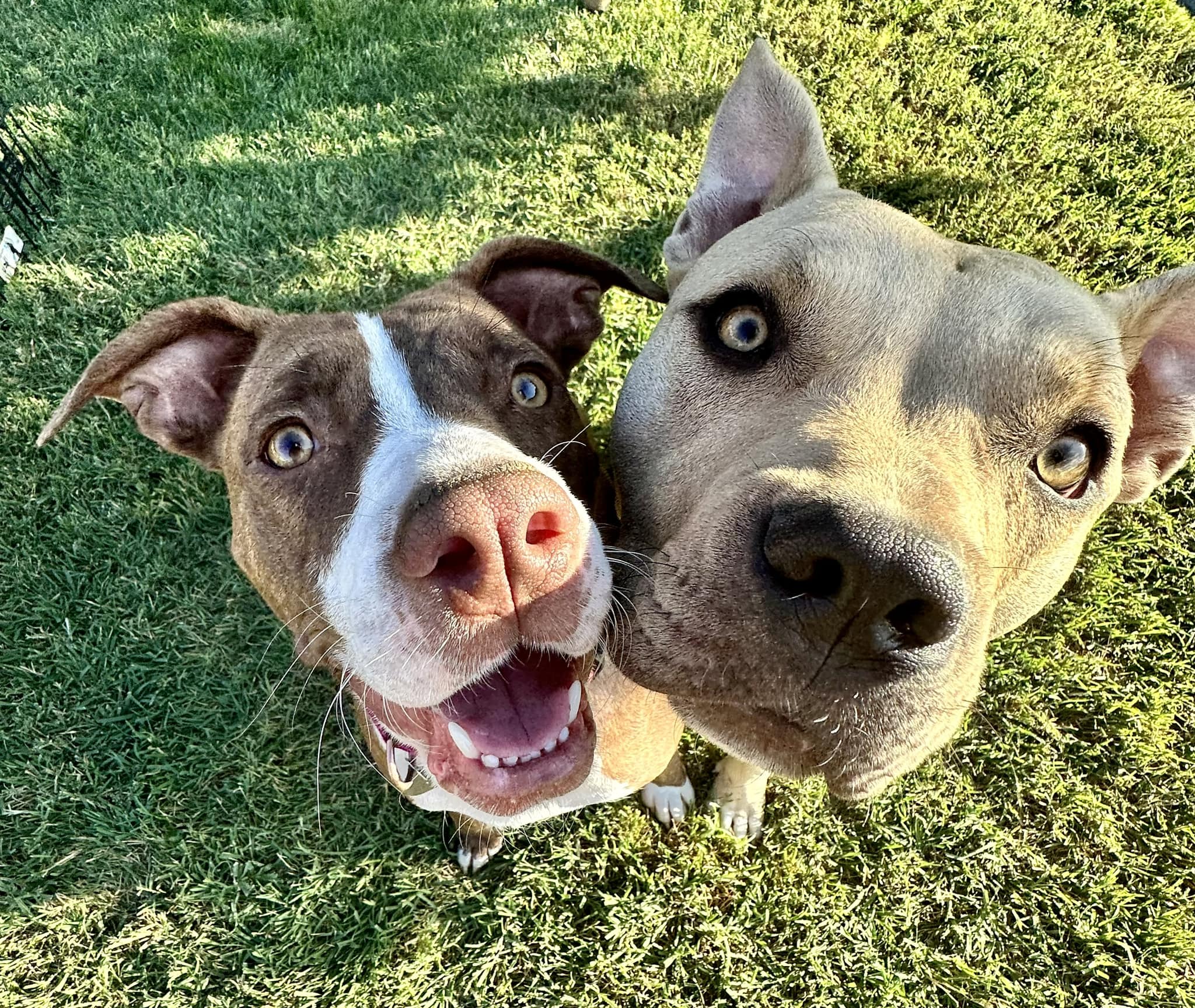 two cute dogs posing for picture