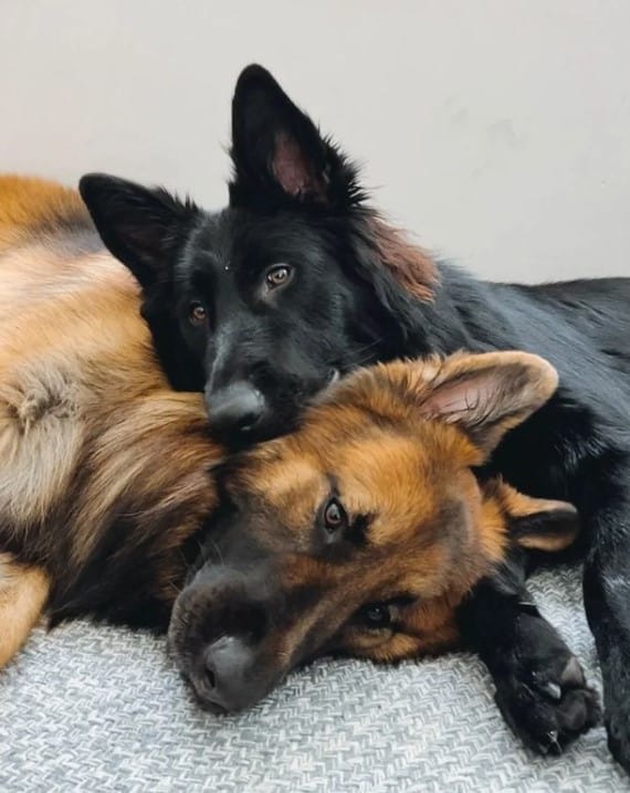 two cute german shepherds resting