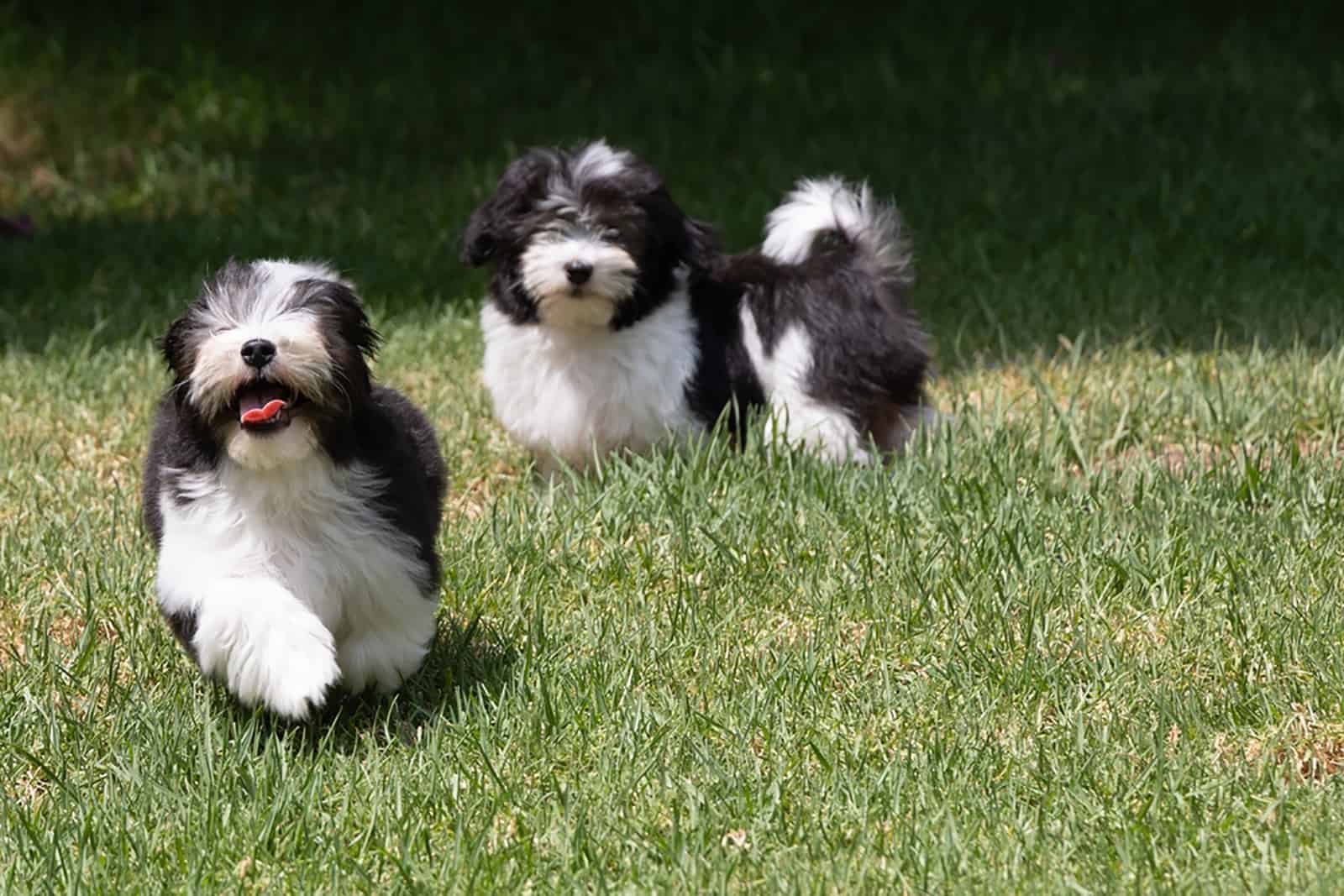 two cute havanese puppies running through grass