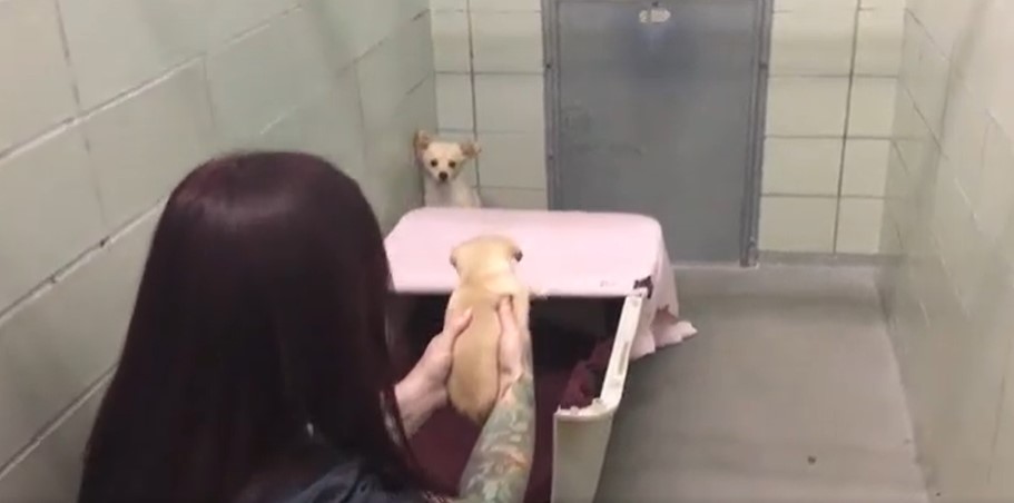 woman holding up a little puppy and a mama dog looking at them from the corner of the room